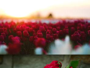 黑色背景红色玫瑰图片